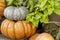 Pumpkins in farmers market. Different varieties of squashes. Orange Pumpkin Haystack