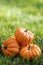 Pumpkins in the field