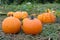 Pumpkins in the field