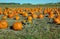 Pumpkins in the field