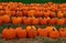 Pumpkins in a Field