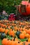 Pumpkins in a Field