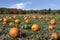 Pumpkins field