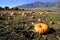 Pumpkins in Field on Autum Day Mountains Blue Sky