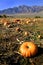 Pumpkins in Field on Autum Day Mountains Blue Sky