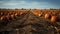 Pumpkins in a field, copy space in the center, Trick or treat, October, autumn