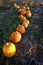 Pumpkins in Field Growing Ready for Harvest