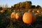 Pumpkins in Field Growing Ready for Harvest