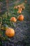 Pumpkins in Field Growing Ready for Harvest