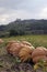 Pumpkins in a field near Lacoste village in the Luberon France.