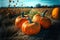 Pumpkins field. Ripe pumpkins harvest time, blue sky background. Generative AI
