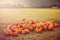 Pumpkins in the field at sunset