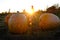 Pumpkins in Field with Sunset Sunstar Fall Harvest Orange Child Silhouette