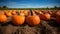 Pumpkins in a field, Trick or treat, October, autumn