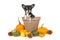 Pumpkins and a flower pot with a chihuahua dog in it