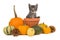 Pumpkins and a flower pot with a tabby baby cat