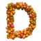 Pumpkins font, letter D from squashes. 3D rendering
