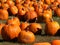 Pumpkins galore