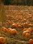 Pumpkins galore