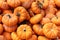 Pumpkins Galore In a Squash Section of Farmer`s Market