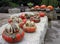 Pumpkins and Gourds