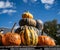 Pumpkins and Gourds on display at Local Farmer`s Market