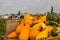 Pumpkins and gourds at roadside