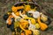 Pumpkins and gourds at roadside