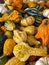 Pumpkins and gourds for sale at Jeter Mountain Farms in Hendersonville, NC