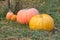 Pumpkins on the green grass. Harvesting pumpkin.