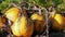 Pumpkins growing on farm, autumn agriculture, october garden