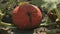 Pumpkins growing in organic vegetable garden