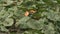 Pumpkins growing in organic vegetable garden