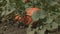 Pumpkins growing in organic vegetable garden