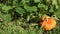 Pumpkins growing in organic vegetable garden. Panorama. 4K