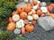 pumpkins by halloween bulk