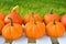 Pumpkins harvest in the garden