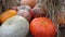 Pumpkins on the hay