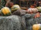 Pumpkins on hay. Concept - fall, farm, harvest festival