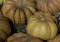 Pumpkins large background texture agronomy crop illustration far