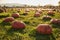 Pumpkins in large pumpkin patch.