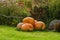 Pumpkins on the lawn