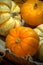 Pumpkins and Leaves, Thanksgiving Blessing Celebrating