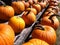 Pumpkins lined up at a farm stand