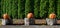 Pumpkins on log rounds in front of green arborvitae hedge