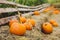 Pumpkins lying on hay on the farm. Halloween and Thanksgiving