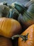 Pumpkins at market detail