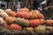 Pumpkins market for Thanksgiving day
