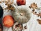 Pumpkins, nuts,yellow flowers, dried herbs, fall leaves on rustic table, flat lay. Fall decor and arrangement on table. Autumn