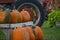 Pumpkins and old Farm Tractors